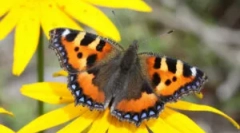 Butterfly utility: опис и начин на живот