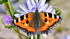 Пеперутка уртикап