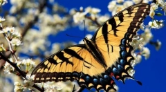 Пеперутка едрилица