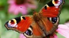 Пеперутка паун око