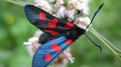 Пеперутка pestryanka