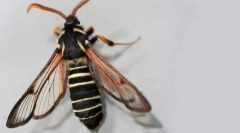 Пеперутка-стакло