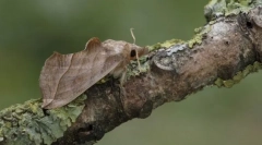 Вампир пеперутка