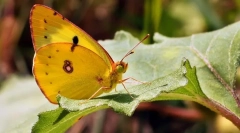 Пеперутка жолтица