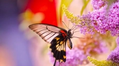 Пеперутки и нивниот животен стил