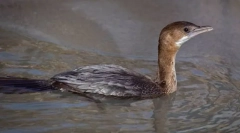 Корморантни maly