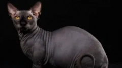 Bambino - чудо на кратки нозе