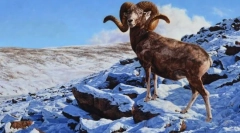 Баран планина алтај