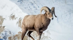 Баран снежните