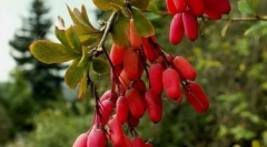 Барбарис обичен