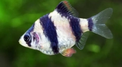 Барба, или усачи (пунтиус)