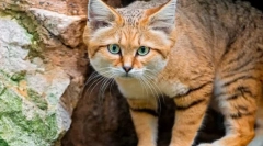 Разгранета мачка