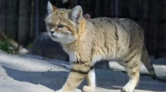 Разгранета мачка: раса карактеристики