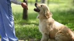 Основни тимови