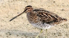 Бекас (фото): внимателно шумско јагне