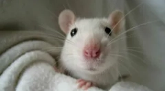 Белиот дом стаорец и услови