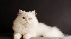 Бела мачка (слика): карактеристики на карактер, грижа за снежно-бела убавина