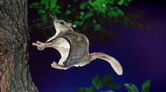 Летечкиот верверица