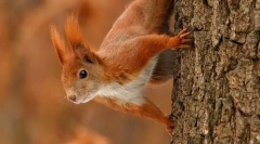 Обични протеини