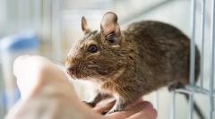 Почитувани протеини дома