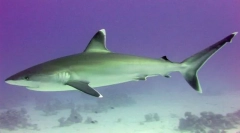 Eloperay ајкула