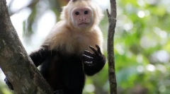 Бел капучин