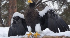 Бела орлина