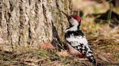 Бело-центрирано дрво