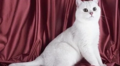 Бели британски мачки