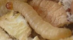 Бели црви во кујната дома