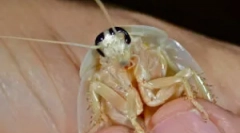 Бели и транспарентни лебарки