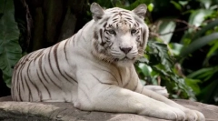 Бели тигри