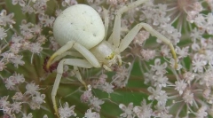 Бел каракурт