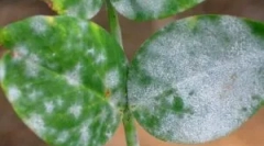 Бела рација на houseplants и начини да се справи со тоа