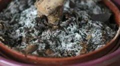 Бело цут на земјата во саксии и што да прави со него