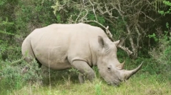 Бела рајрор