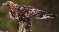 Беркут - владика небото