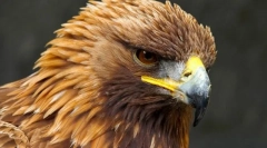 Златен орел