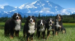 Бернезе zennenhund (фото): куче кое се насмевнува