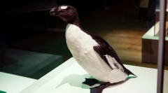 Несреќна gagarka