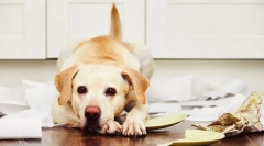 Анксиозност