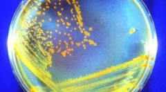 Бесмртни животни кои ќе преживеат сите нас