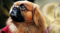 Луд рејтинг: најмногу глупави раси на кучиња