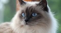 Бурманска мачка (фото): будистички храмови на светиот чувар