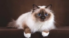 Бурманска мачка (света бурма)