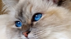 Бурманска мачка