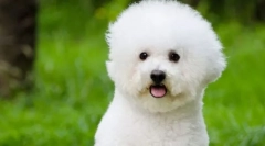 Bichon frieze