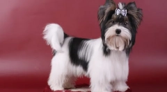 Бивер јорк (фото): оживее кадифен играчка на твоите раце