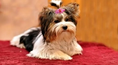 Бивер јоркшир