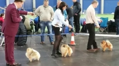 Бизнис проект: померански spitties расадник